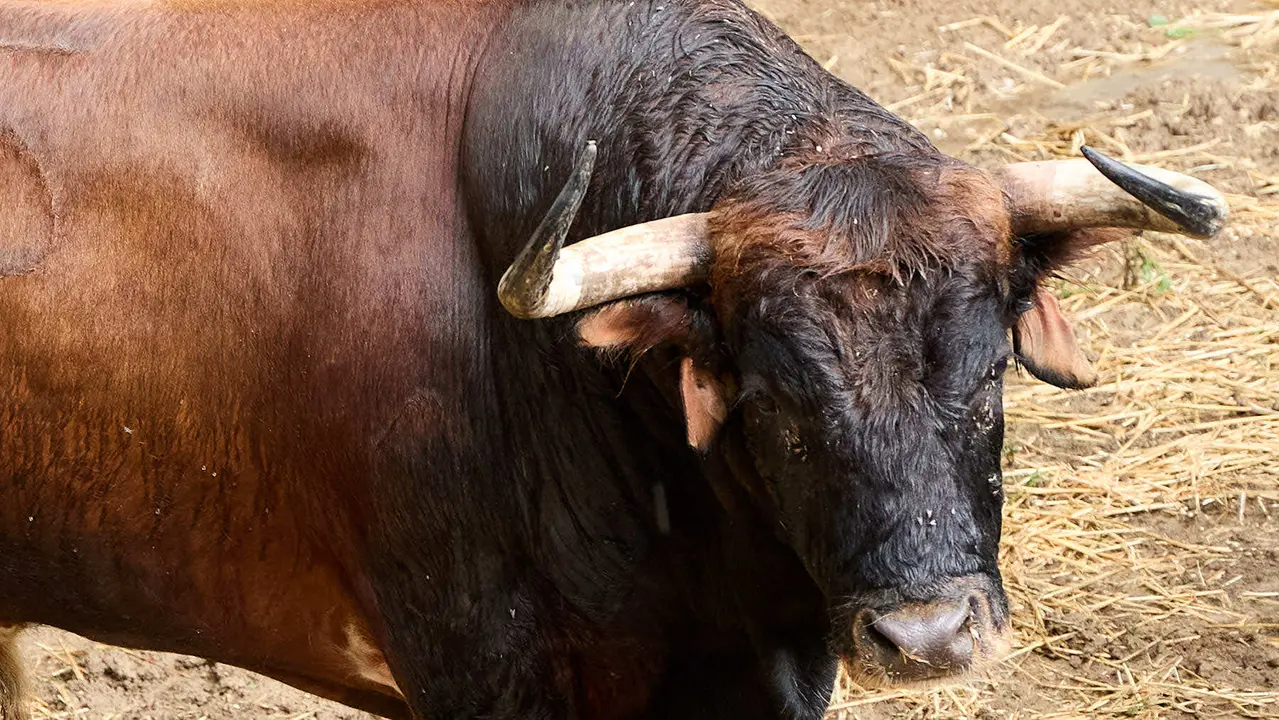 El toro 'Cacabelito' (nº 75) de la ganadería de Cebada Gago (8 de julio), castaño bragado, y de 555 kilos de peso, en los Corrales del Gas de Pamplona para San Fermín 2025. IÑIGO ALZUGARAY