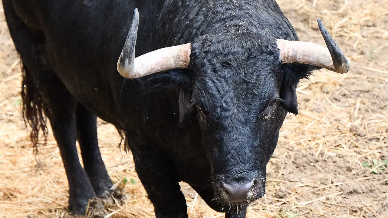El toro 'Avanto' (nº 81) de la ganadería de Cebada Gago (8 de julio), negro, y de 545 kilos de peso, en los Corrales del Gas de Pamplona para San Fermín 2025. IÑIGO ALZUGARAY