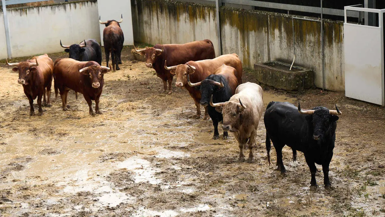 Toros de la ganadería de Álvaro Núñez (encierro del 9 de julio) en los Corrales del Gas preparados para San Fermín 2025