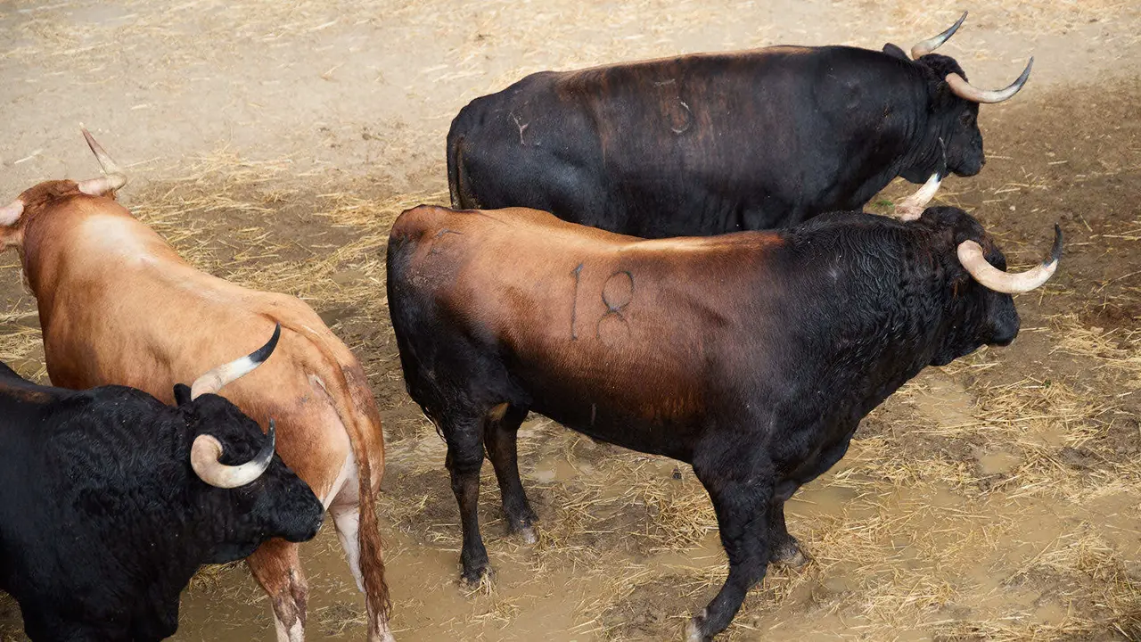 Toros de la ganadería de Álvaro Núñez (encierro del 9 de julio) en los Corrales del Gas preparados para San Fermín 2025