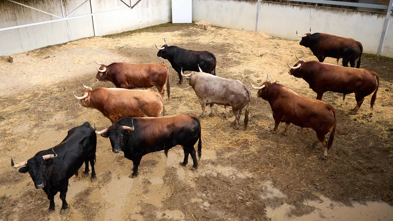 Toros de la ganadería de Álvaro Núñez (encierro del 9 de julio) en los Corrales del Gas preparados para San Fermín 2025