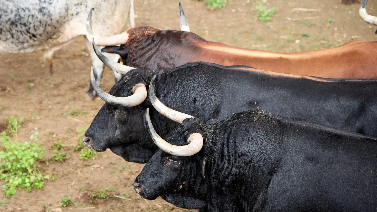 Toros de la ganadería de Álvaro Núñez (encierro del 9 de julio) en los Corrales del Gas preparados para San Fermín 2025