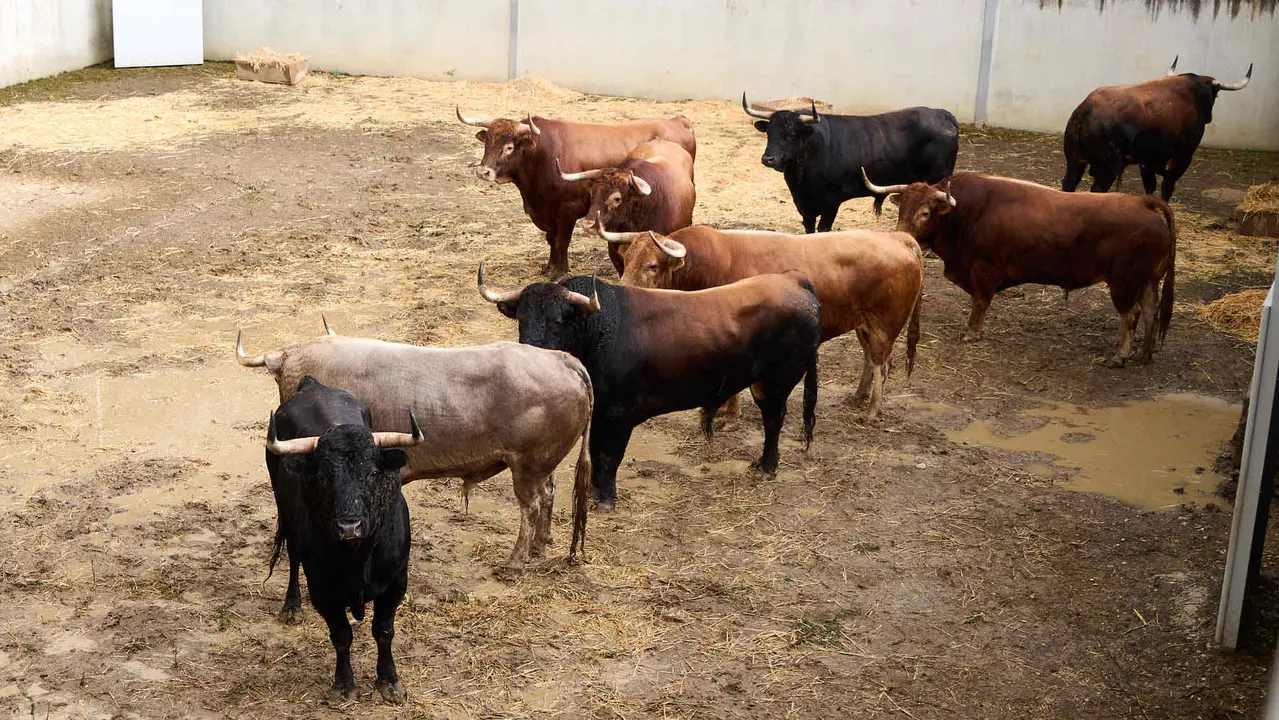 Toros de la ganadería de Álvaro Núñez (encierro del 9 de julio) en los Corrales del Gas preparados para San Fermín 2025