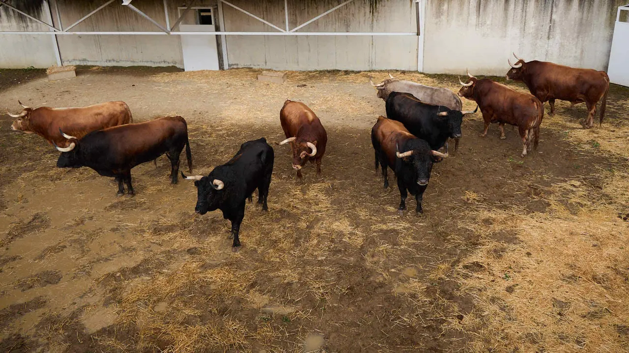 Toros de la ganadería de Álvaro Núñez (encierro del 9 de julio) en los Corrales del Gas preparados para San Fermín 2025