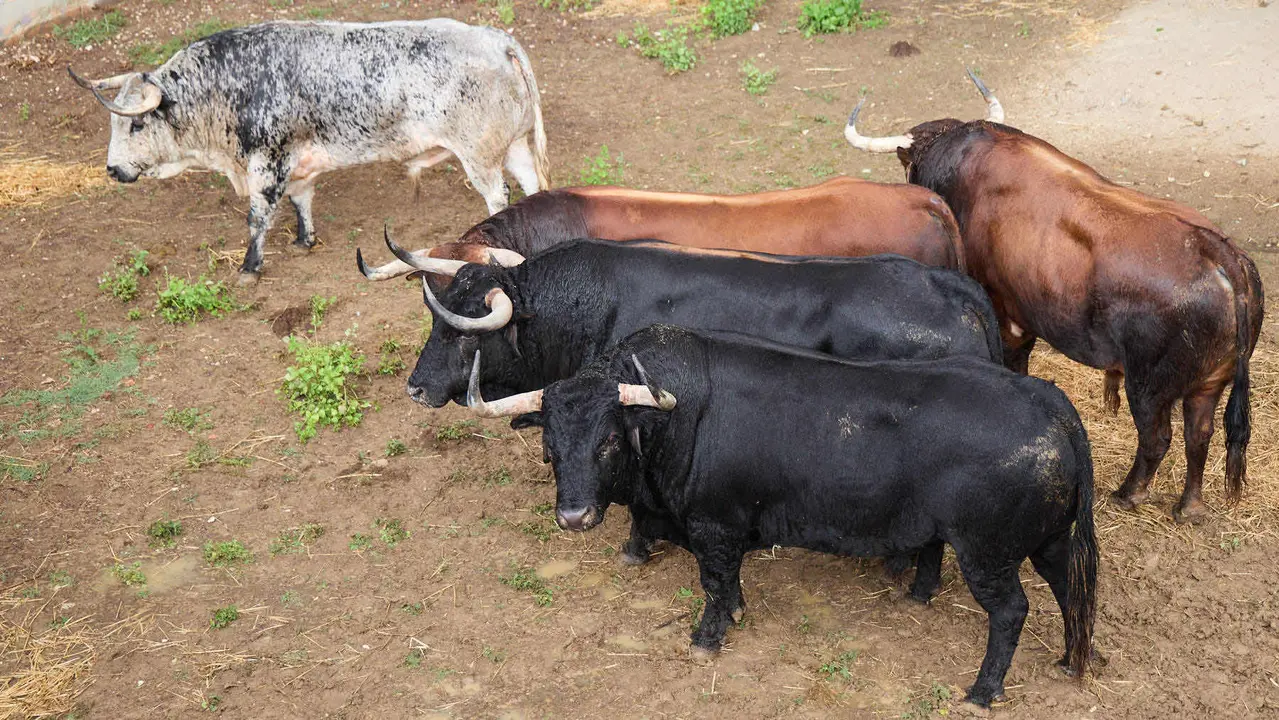 Toros de la ganadería de Álvaro Núñez (encierro del 9 de julio) en los Corrales del Gas preparados para San Fermín 2025