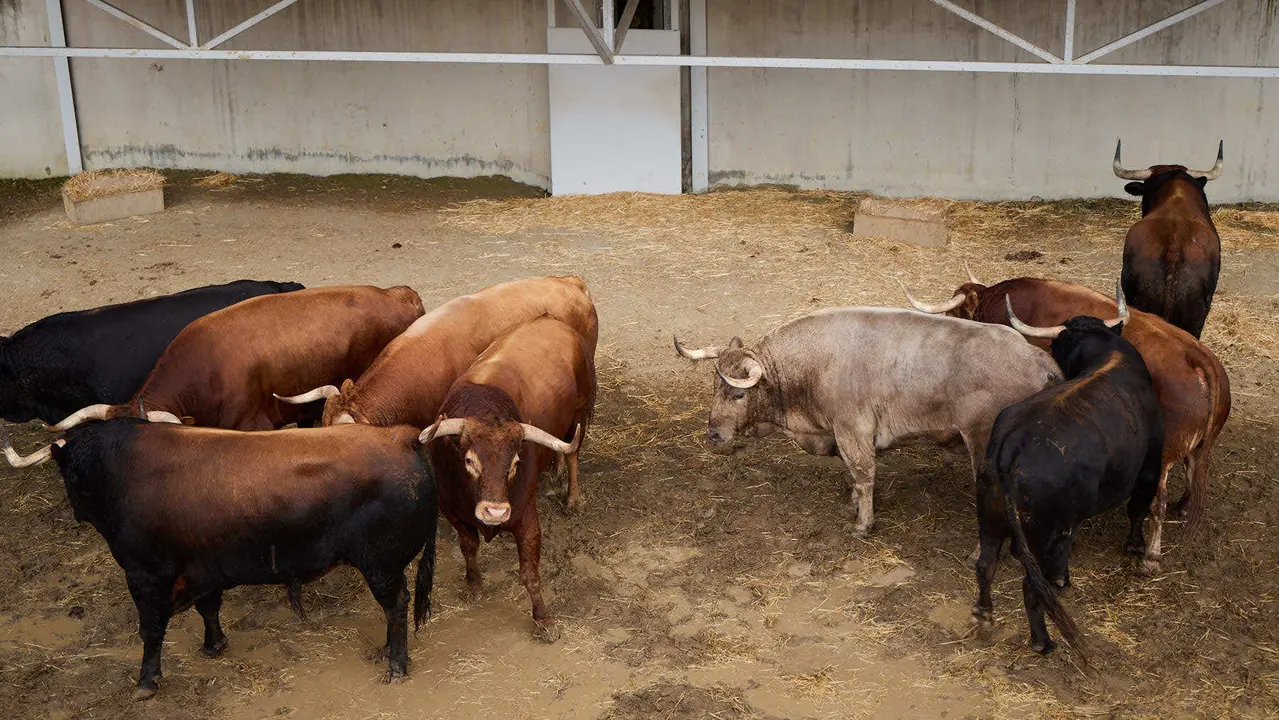 Toros de la ganadería de Álvaro Núñez (encierro del 9 de julio) en los Corrales del Gas preparados para San Fermín 2025