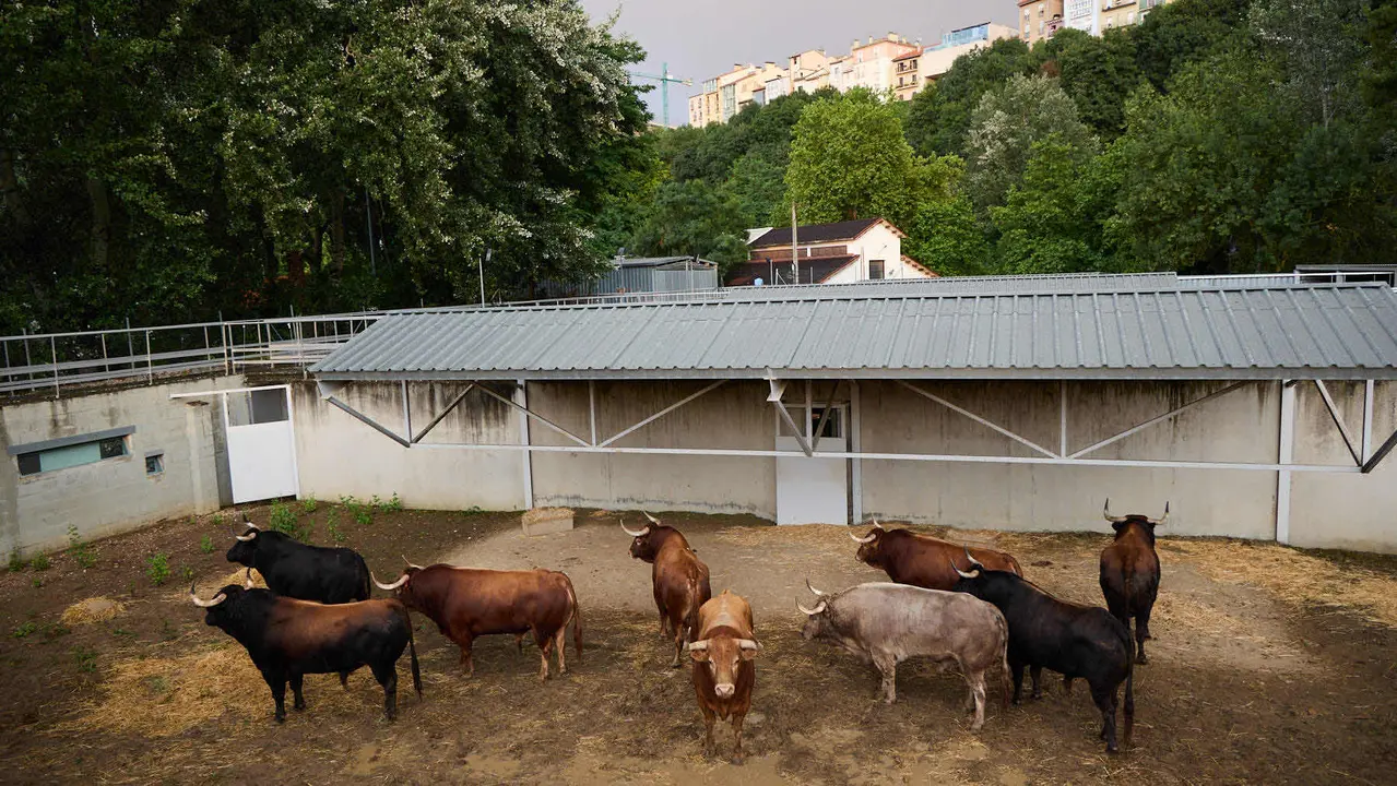 Toros de la ganadería de Álvaro Núñez (encierro del 9 de julio) en los Corrales del Gas preparados para San Fermín 2025