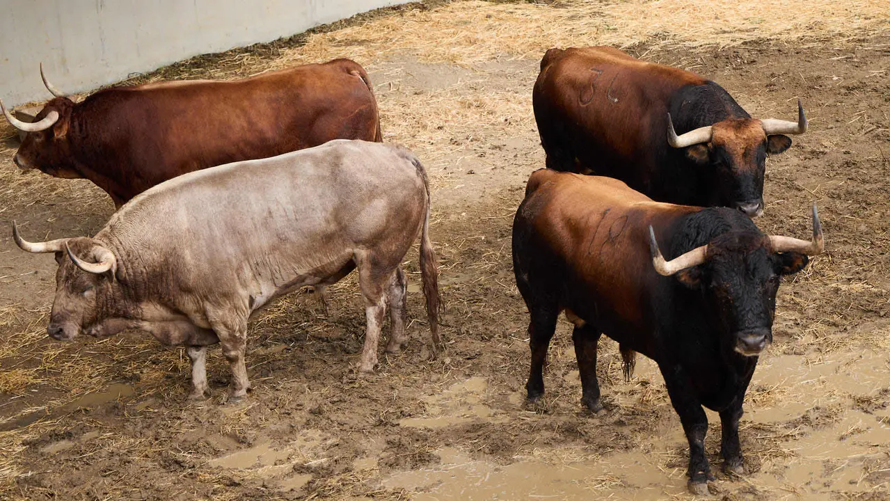 Toros de la ganadería de Álvaro Núñez (encierro del 9 de julio) en los Corrales del Gas preparados para San Fermín 2025