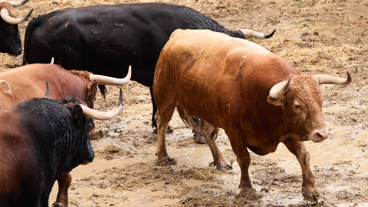 Toros de la ganadería de Álvaro Núñez (encierro del 9 de julio) en los Corrales del Gas preparados para San Fermín 2025