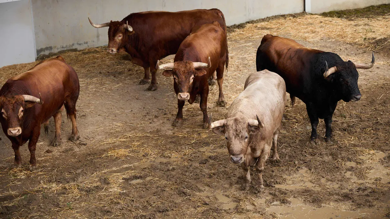 Toros de la ganadería de Álvaro Núñez (encierro del 9 de julio) en los Corrales del Gas preparados para San Fermín 2025