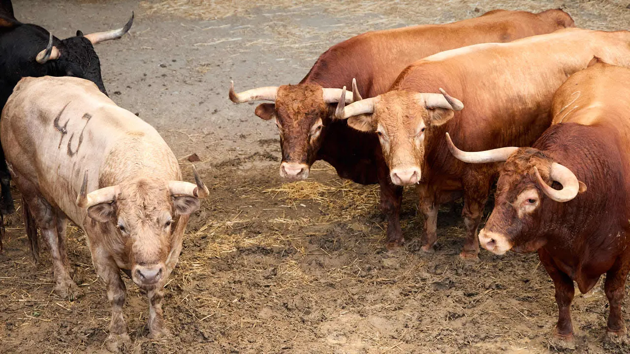 Toros de la ganadería de Álvaro Núñez (encierro del 9 de julio) en los Corrales del Gas preparados para San Fermín 2025