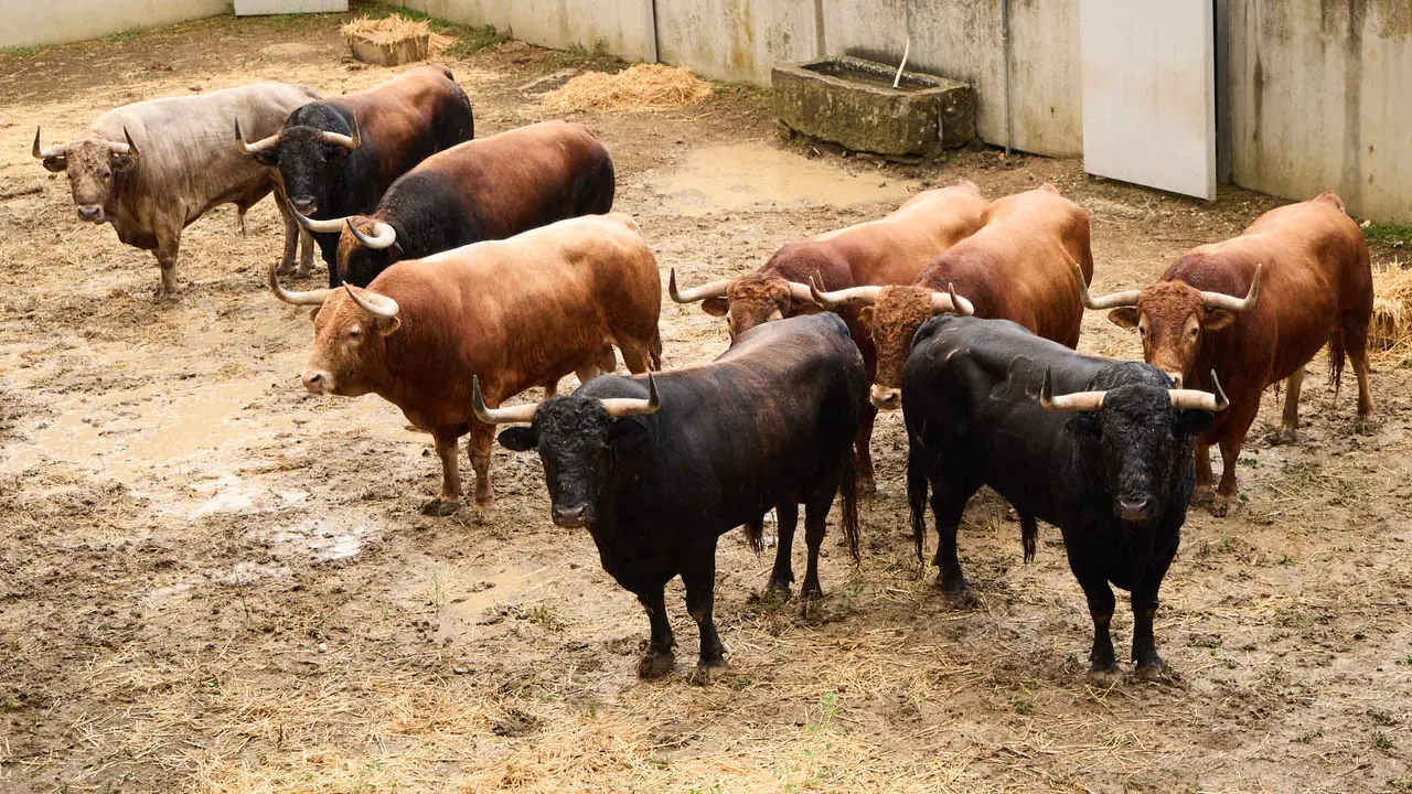 Toros de la ganadería de Álvaro Núñez (encierro del 9 de julio) en los Corrales del Gas preparados para San Fermín 2025