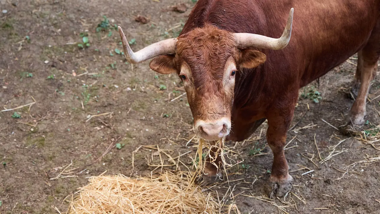 Toros de la ganadería de Álvaro Núñez (encierro del 9 de julio) en los Corrales del Gas preparados para San Fermín 2025