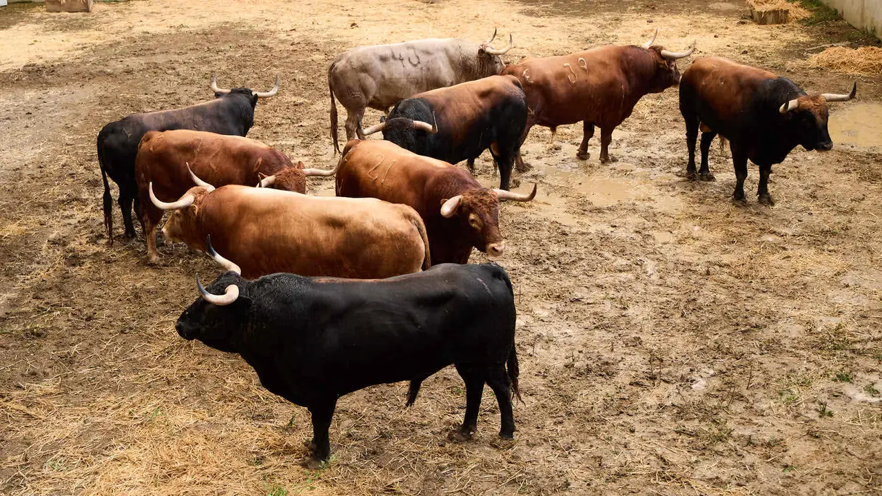 Toros de la ganadería de Álvaro Núñez (encierro del 9 de julio) en los Corrales del Gas preparados para San Fermín 2025