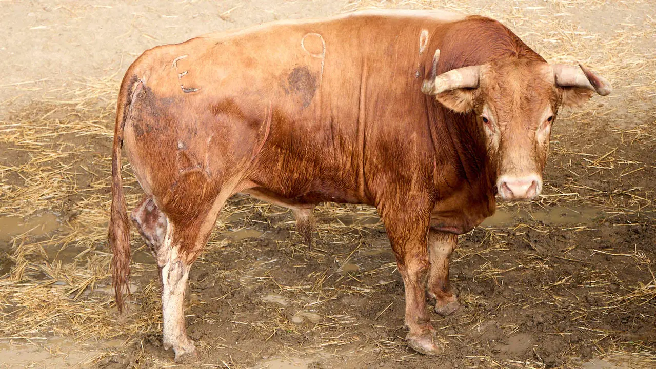 El toro 'Trampero' (nº 9) de la ganadería de Álvaro Núñez (9 de julio), colorado, y de 565 kilos de peso, en los Corrales del Gas de Pamplona para San Fermín 2025. IÑIGO ALZUGARAY