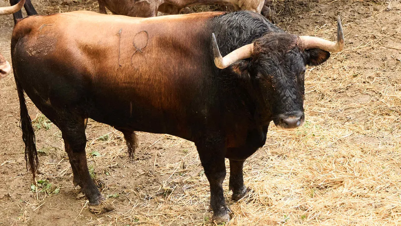 El toro 'Orrojado' (nº 18) de la ganadería de Álvaro Núñez (9 de julio), castaño, y de 550 kilos de peso, en los Corrales del Gas de Pamplona para San Fermín 2025. IÑIGO ALZUGARAY