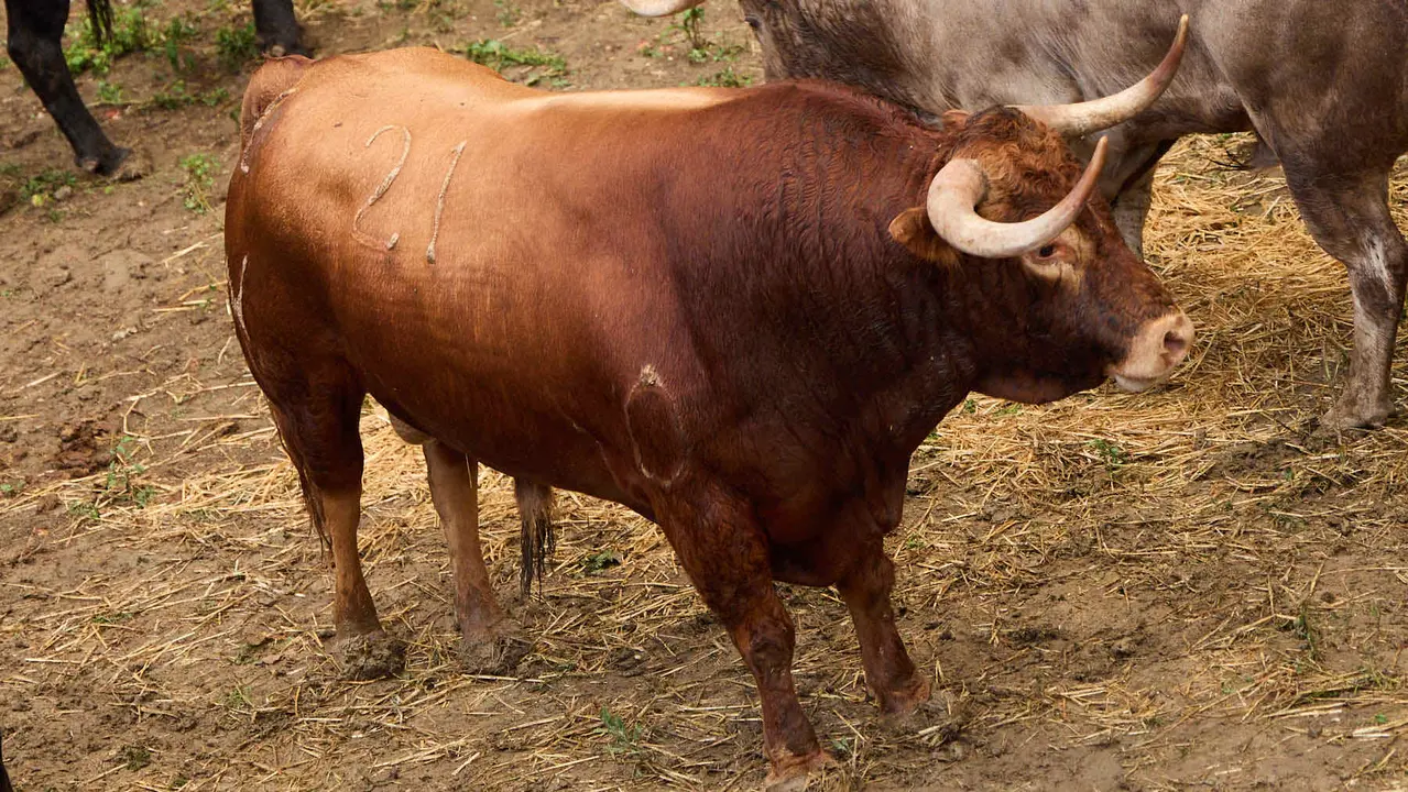 El toro 'Majoleto' (nº 21) de la ganadería de Álvaro Núñez (9 de julio), castaño, y de 575 kilos de peso, en los Corrales del Gas de Pamplona para San Fermín 2025. IÑIGO ALZUGARAY