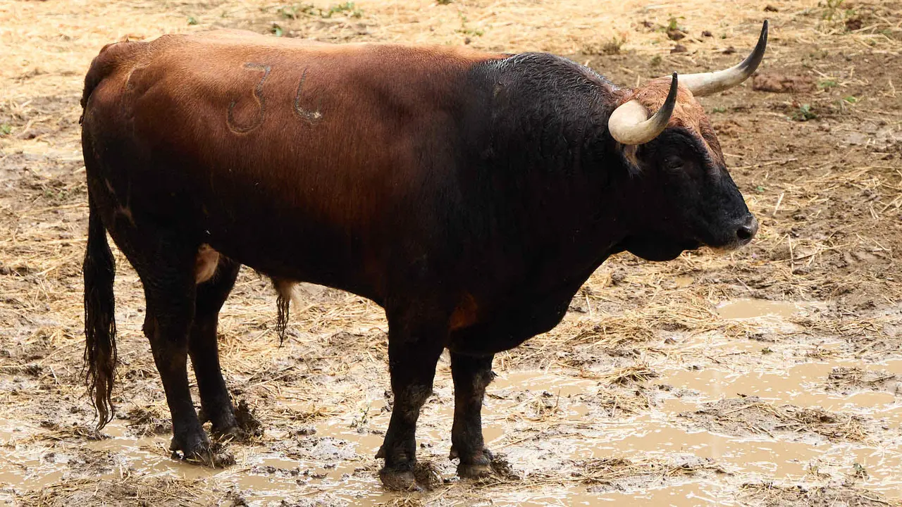 El toro 'Aguaclaro' (nº 34) de la ganadería de Álvaro Núñez (9 de julio), castaño bragado corrido, y de 530 kilos de peso, en los Corrales del Gas de Pamplona para San Fermín 2025. IÑIGO ALZUGARAY