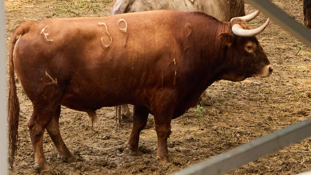 El toro 'Juncoso' (nº 39) de la ganadería de Álvaro Núñez (9 de julio), colorado ojo perdiz, y de 550 kilos de peso, en los Corrales del Gas de Pamplona para San Fermín 2025. IÑIGO ALZUGARAY