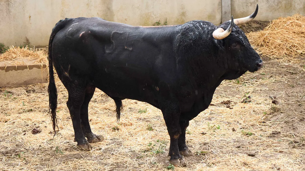 El toro 'Algarrobillo' (nº 54) de la ganadería de Álvaro Núñez (9 de julio), negro mulato, y de 530 kilos de peso, en los Corrales del Gas de Pamplona para San Fermín 2025. IÑIGO ALZUGARAY