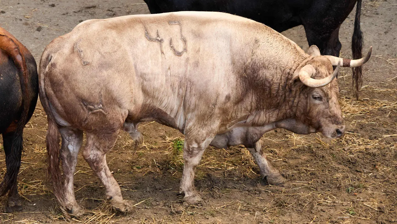 El toro 'Polvorillo' (nº 43) de la ganadería de Álvaro Núñez (9 de julio), jabonero, y de 540 kilos de peso, en los Corrales del Gas de Pamplona para San Fermín 2025. IÑIGO ALZUGARAY