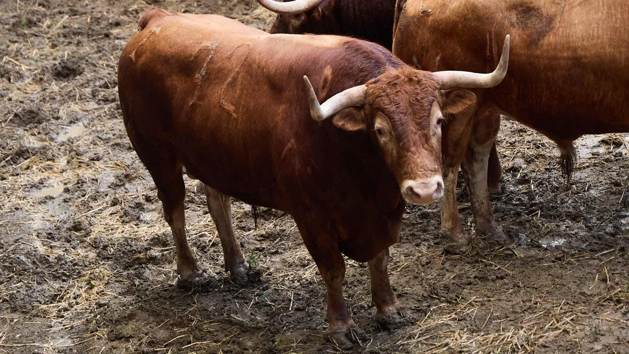 El toro 'Guerrito' (nº 72) de la ganadería de Álvaro Núñez (9 de julio), colorado bragado, y de 550 kilos de peso, en los Corrales del Gas de Pamplona para San Fermín 2025. IÑIGO ALZUGARAY