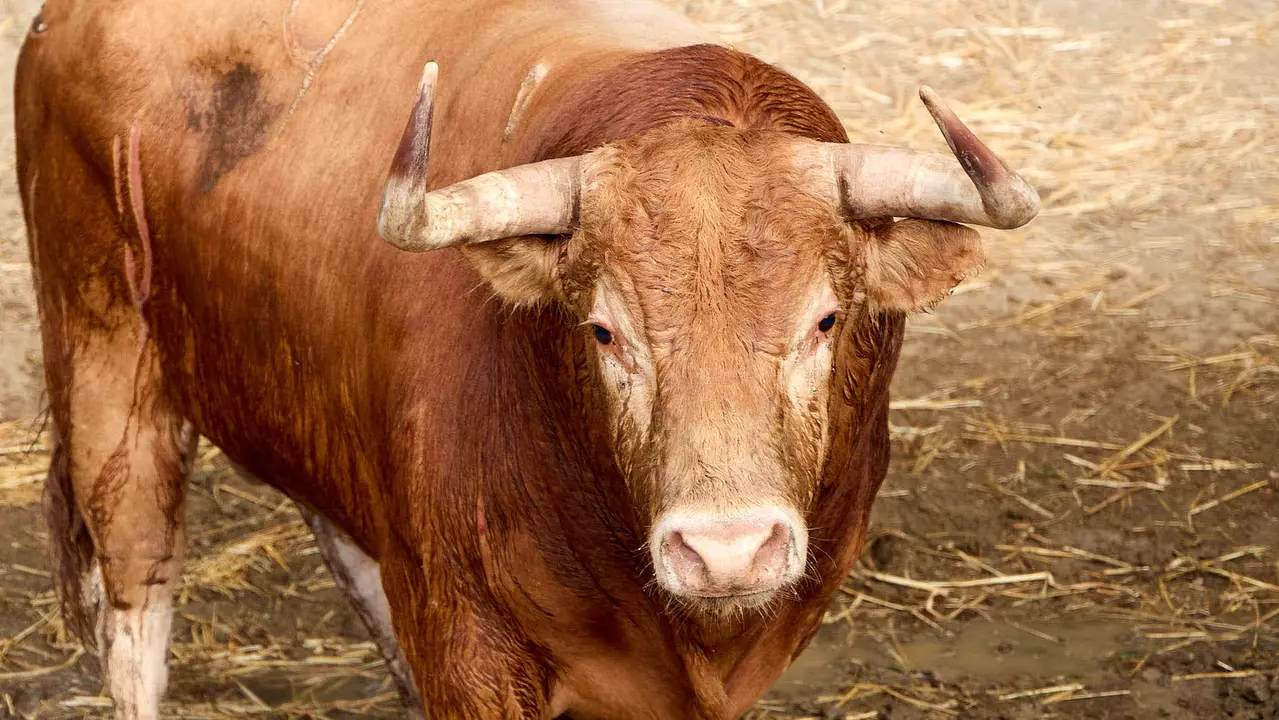 El toro 'Trampero' (nº 9) de la ganadería de Álvaro Núñez (9 de julio), colorado, y de 565 kilos de peso, en los Corrales del Gas de Pamplona para San Fermín 2025. IÑIGO ALZUGARAY