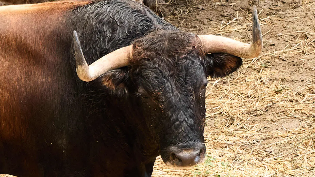 El toro 'Orrojado' (nº 18) de la ganadería de Álvaro Núñez (9 de julio), castaño, y de 550 kilos de peso, en los Corrales del Gas de Pamplona para San Fermín 2025. IÑIGO ALZUGARAY