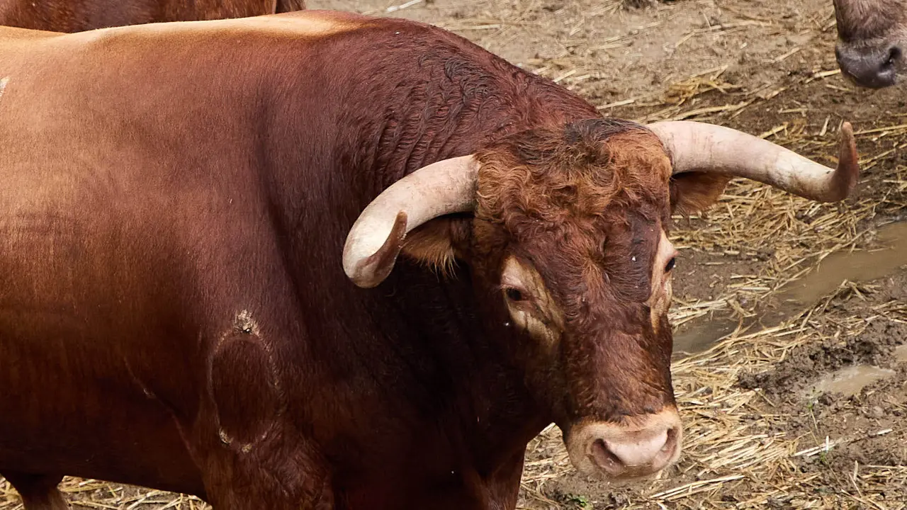 El toro 'Majoleto' (nº 21) de la ganadería de Álvaro Núñez (9 de julio), castaño, y de 575 kilos de peso, en los Corrales del Gas de Pamplona para San Fermín 2025. IÑIGO ALZUGARAY