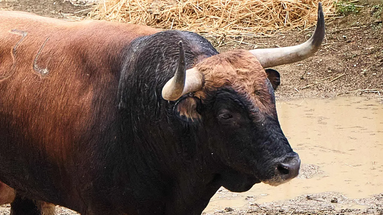 El toro 'Aguaclaro' (nº 34) de la ganadería de Álvaro Núñez (9 de julio), castaño bragado corrido, y de 530 kilos de peso, en los Corrales del Gas de Pamplona para San Fermín 2025. IÑIGO ALZUGARAY