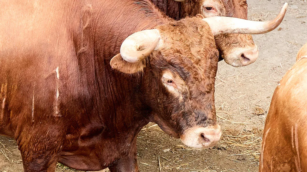 El toro 'Juncoso' (nº 39) de la ganadería de Álvaro Núñez (9 de julio), colorado ojo perdiz, y de 550 kilos de peso, en los Corrales del Gas de Pamplona para San Fermín 2025. IÑIGO ALZUGARAY
