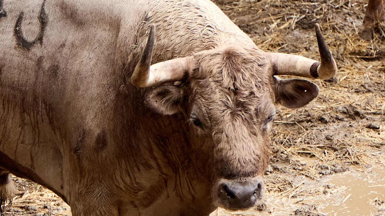 El toro 'Polvorillo' (nº 43) de la ganadería de Álvaro Núñez (9 de julio), jabonero, y de 540 kilos de peso, en los Corrales del Gas de Pamplona para San Fermín 2025. IÑIGO ALZUGARAY