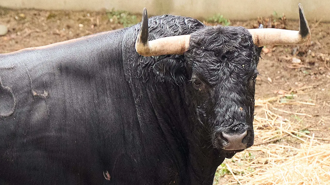 El toro 'Algarrobillo' (nº 54) de la ganadería de Álvaro Núñez (9 de julio), negro mulato, y de 530 kilos de peso, en los Corrales del Gas de Pamplona para San Fermín 2025. IÑIGO ALZUGARAY