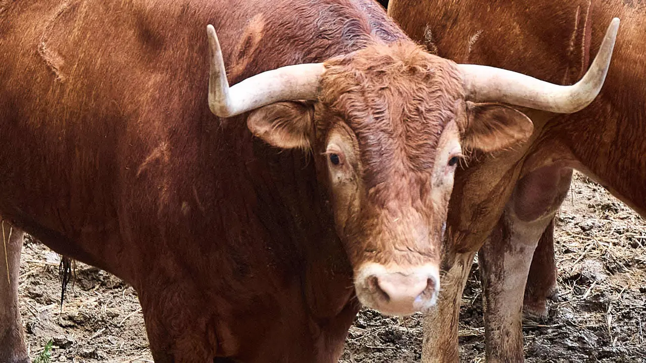 El toro 'Guerrito' (nº 72) de la ganadería de Álvaro Núñez (9 de julio), colorado bragado, y de 550 kilos de peso, en los Corrales del Gas de Pamplona para San Fermín 2025. IÑIGO ALZUGARAY