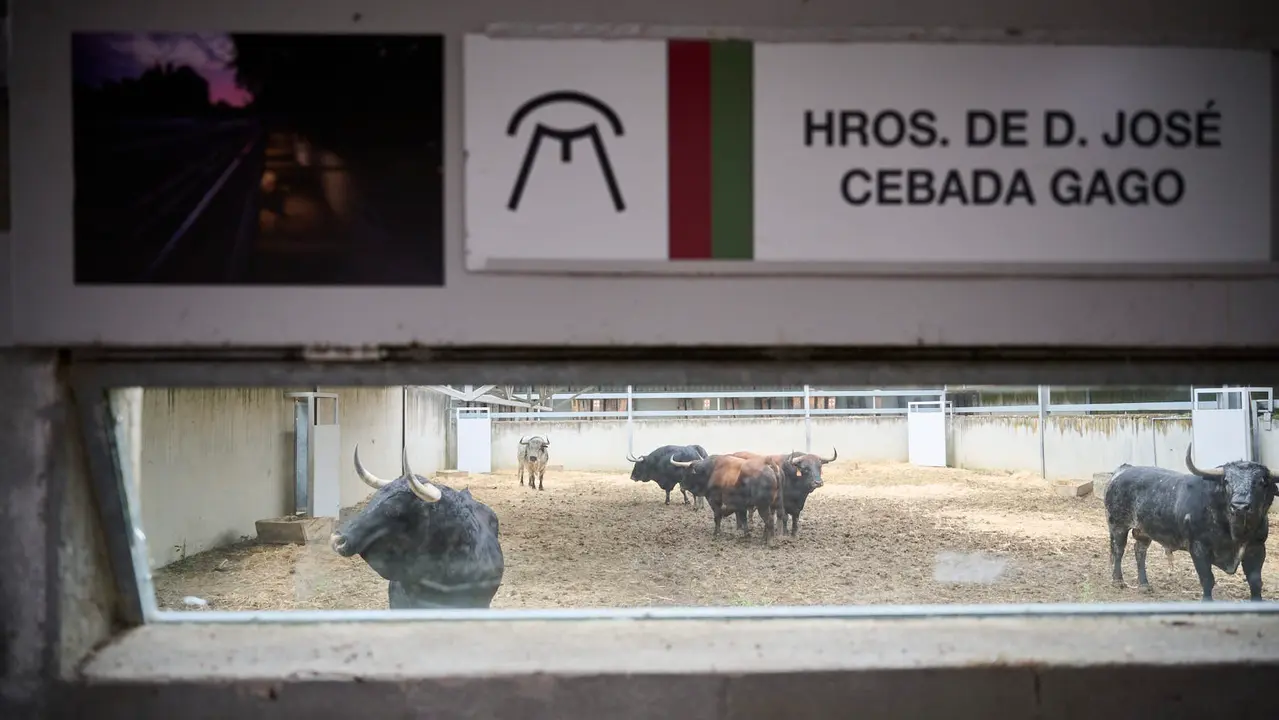 Apertura de los corrales del Gas para ver los toros de San Fermín 2025. PABLO LASAOSA