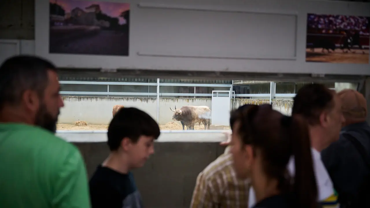 Apertura de los corrales del Gas para ver los toros de San Fermín 2025. PABLO LASAOSA