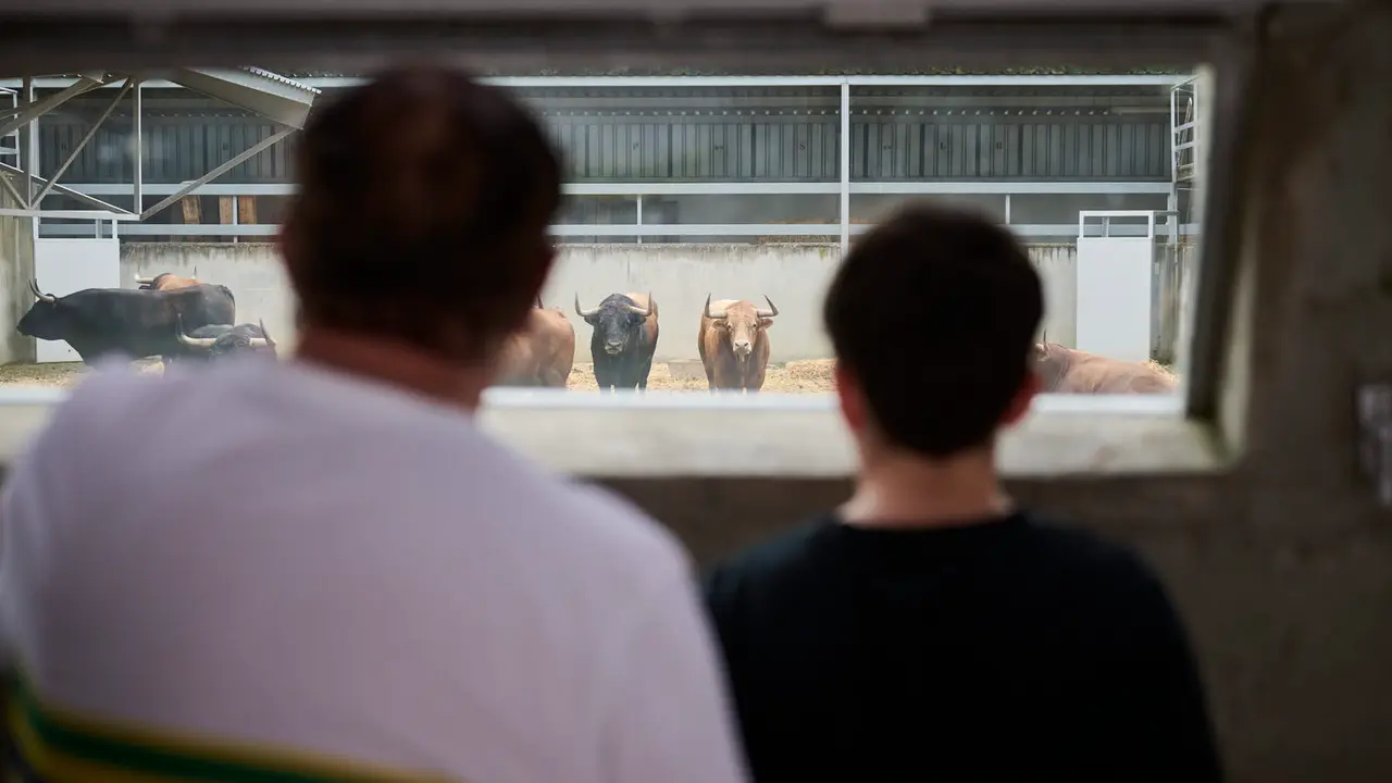 Apertura de los corrales del Gas para ver los toros de San Fermín 2025. PABLO LASAOSA