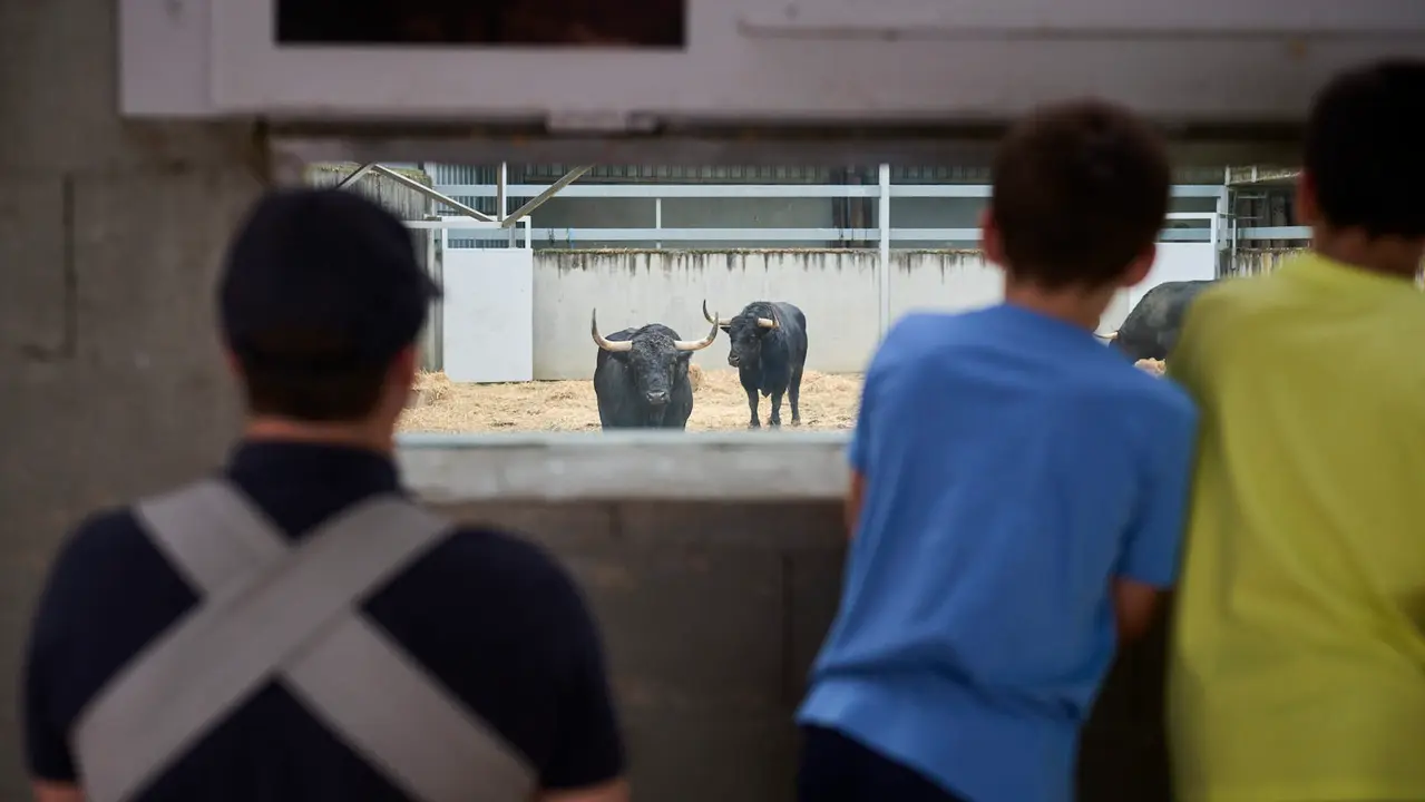 Apertura de los corrales del Gas para ver los toros de San Fermín 2025. PABLO LASAOSA