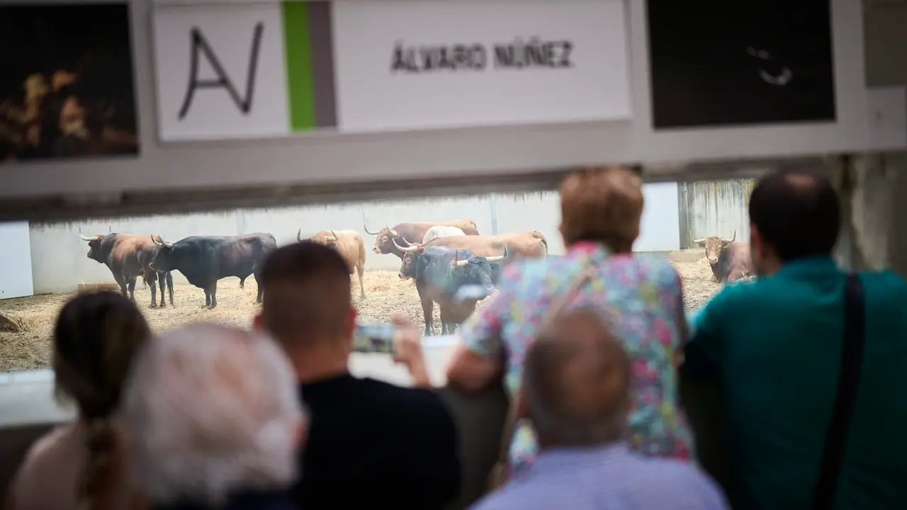 Apertura de los corrales del Gas para ver los toros de San Fermín 2025. PABLO LASAOSA
