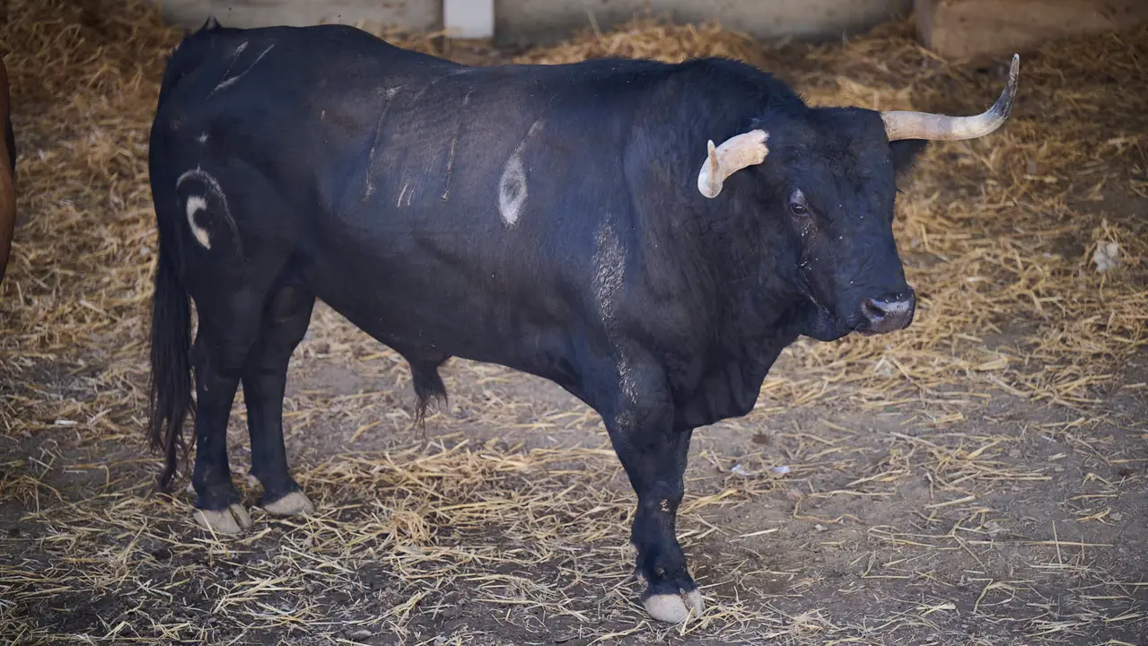 El toro 'Soplón' (nº 116) de la ganadería de Fuente Ymbro (7 de julio), negro, y de 520 kilos de peso, en los Corrales del Gas de Pamplona para San Fermín 2025. PABLO LASAOSA