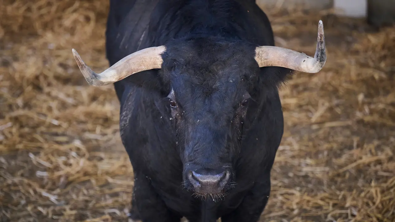El toro 'Soplón' (nº 116) de la ganadería de Fuente Ymbro (7 de julio), negro, y de 520 kilos de peso, en los Corrales del Gas de Pamplona para San Fermín 2025. PABLO LASAOSA