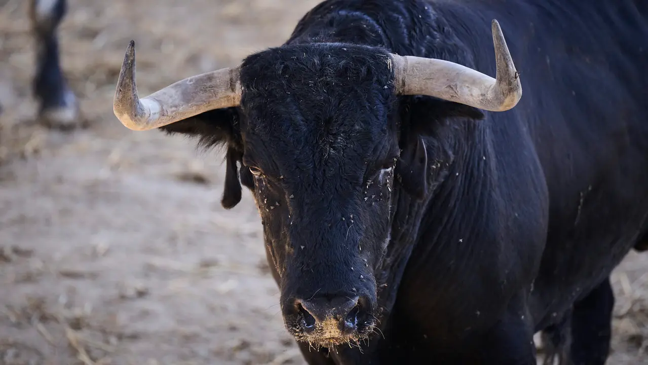 El toro 'Cotorrito' (nº 11) de la ganadería de Cebada Gago(8 de julio), negro, y de 520 kilos de peso, en los Corrales del Gas de Pamplona para San Fermín 2025. PABLO LASAOSA