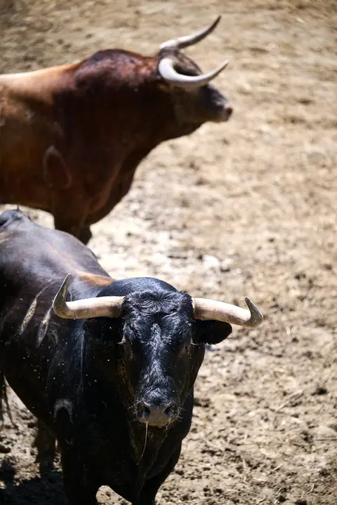 Toros de la ganadería de La Palmosilla (encierro del 13 de julio) en los Corrales del Gas preparados para San Fermín 2025. PABLO LASAOSAx