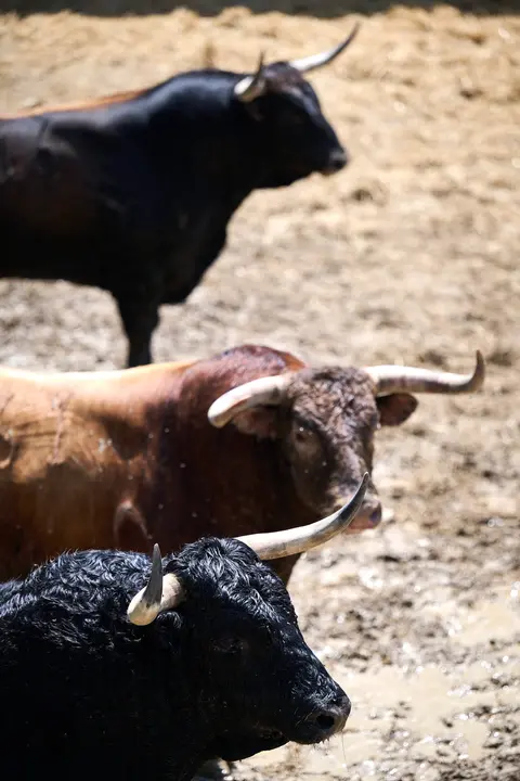 Toros de la ganadería de La Palmosilla (encierro del 13 de julio) en los Corrales del Gas preparados para San Fermín 2025. PABLO LASAOSA