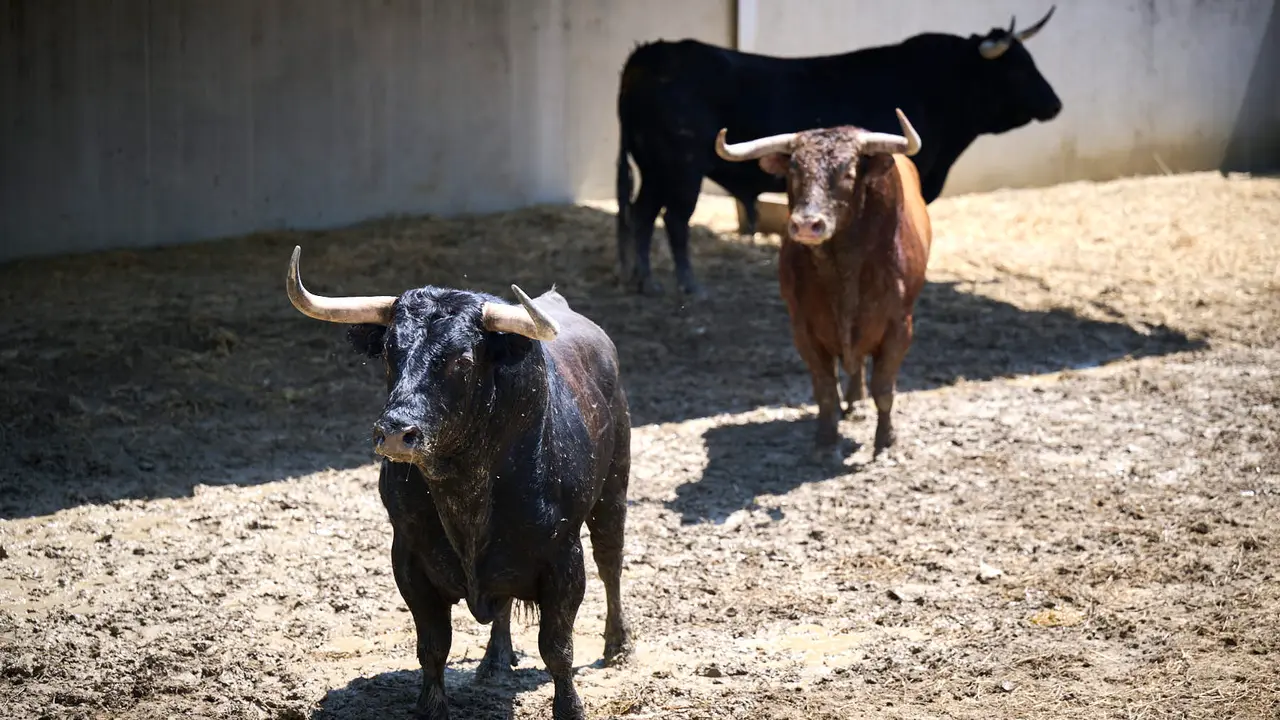 Toros de la ganadería de La Palmosilla (encierro del 13 de julio) en los Corrales del Gas preparados para San Fermín 2025. PABLO LASAOSA