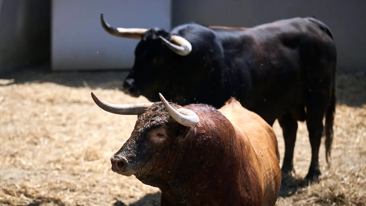 Toros de la ganadería de La Palmosilla (encierro del 13 de julio) en los Corrales del Gas preparados para San Fermín 2025. PABLO LASAOSA