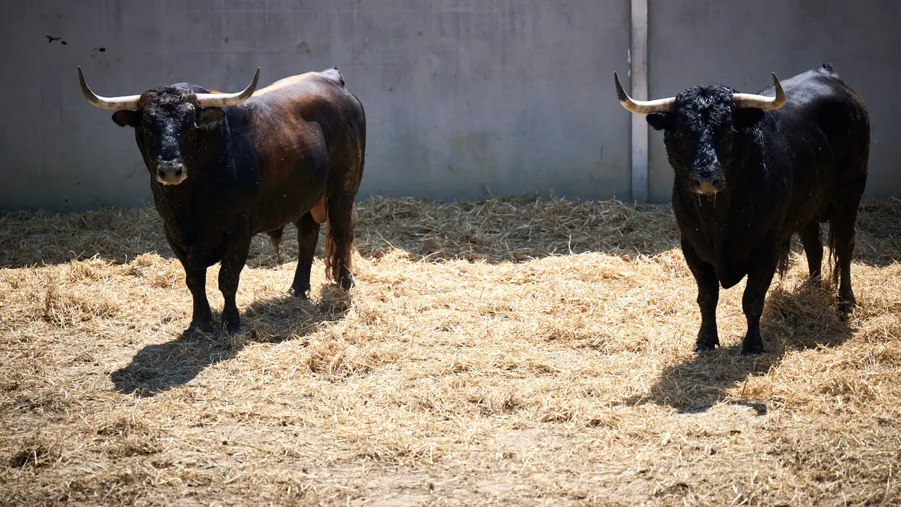 Toros de la ganadería de La Palmosilla (encierro del 13 de julio) en los Corrales del Gas preparados para San Fermín 2025. PABLO LASAOSA