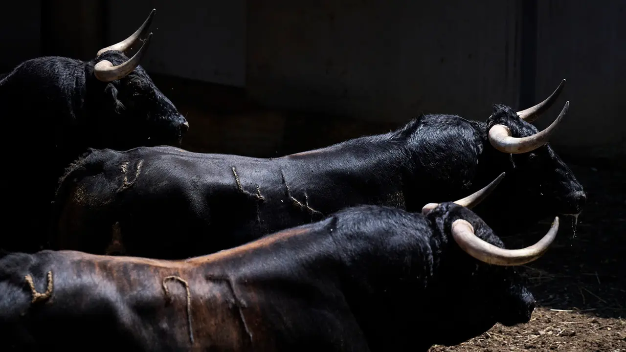Toros de la ganadería de La Palmosilla (encierro del 13 de julio) en los Corrales del Gas preparados para San Fermín 2025. PABLO LASAOSA