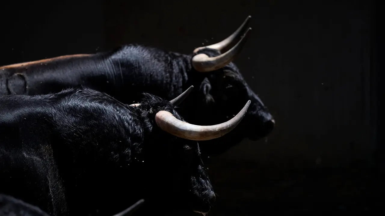 Toros de la ganadería de La Palmosilla (encierro del 13 de julio) en los Corrales del Gas preparados para San Fermín 2025. PABLO LASAOSA