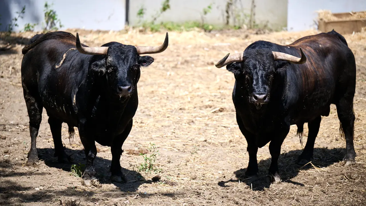 Toros de la ganadería de La Palmosilla (encierro del 13 de julio) en los Corrales del Gas preparados para San Fermín 2025. PABLO LASAOSA